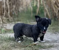 Tahoe -American , a male Pembroke Welsh Corgi for sale in Hope, AR – 3 of 5