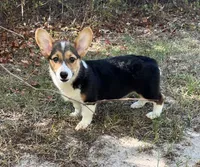 June Bug , a female Pembroke Welsh Corgi for sale in Hope, AR – 3 of 5
