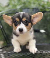 Cobalt-American , a male Pembroke Welsh Corgi for sale in Hope, AR – 5 of 6