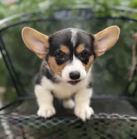 Cobalt-American , a male Pembroke Welsh Corgi for sale in Hope, AR – 4 of 6