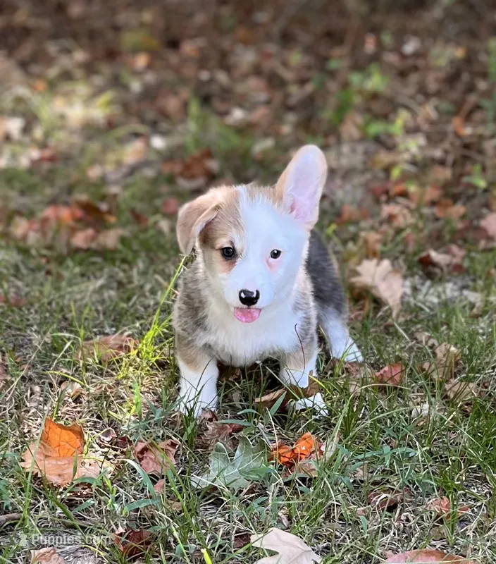 Banner – Pembroke Welsh Corgi puppy for sale in Hope, AR