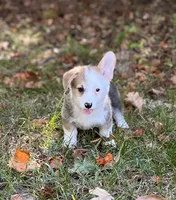 Banner, a male Pembroke Welsh Corgi for sale in Hope, AR – 1 of 4