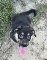 Zion-American , a male Pembroke Welsh Corgi for sale in Hope, AR – 2 of 2