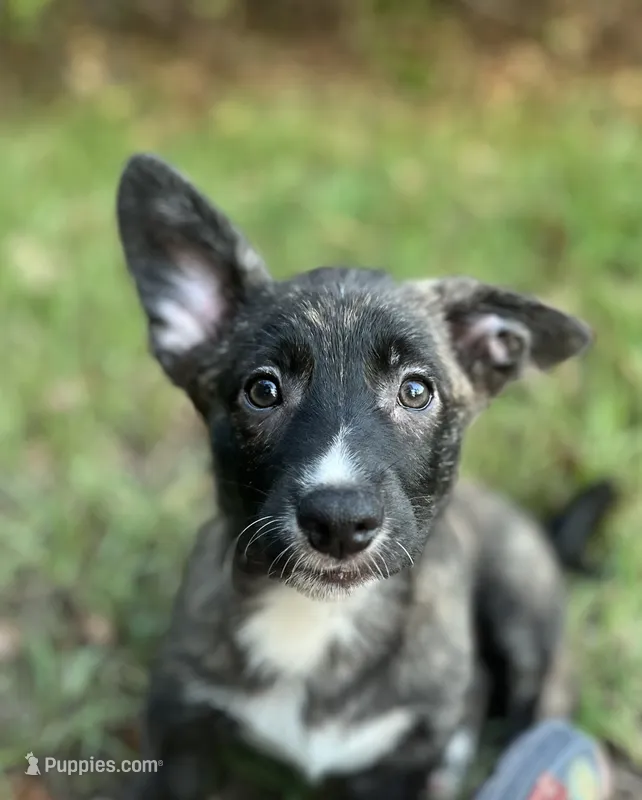 Tahoe -American  – Pembroke Welsh Corgi puppy for sale in Hope, AR