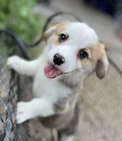 Patriot, a male Pembroke Welsh Corgi for sale in Hope, AR – 4 of 4
