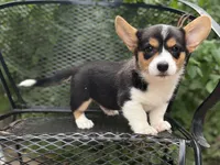 Cobalt-American , a male Pembroke Welsh Corgi for sale in Hope, AR – 6 of 6