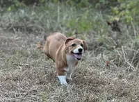 Ruby, a female Pembroke Welsh Corgi for sale in Hope, AR – 2 of 5