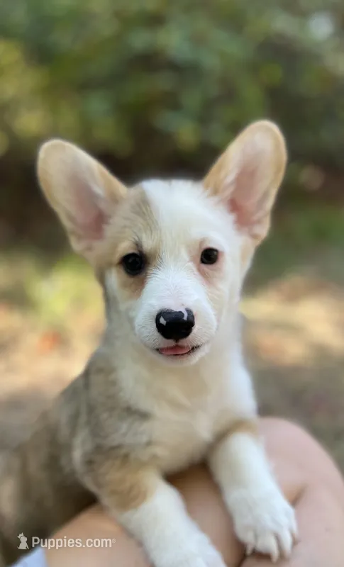 Banner – Pembroke Welsh Corgi puppy for sale in Hope, AR