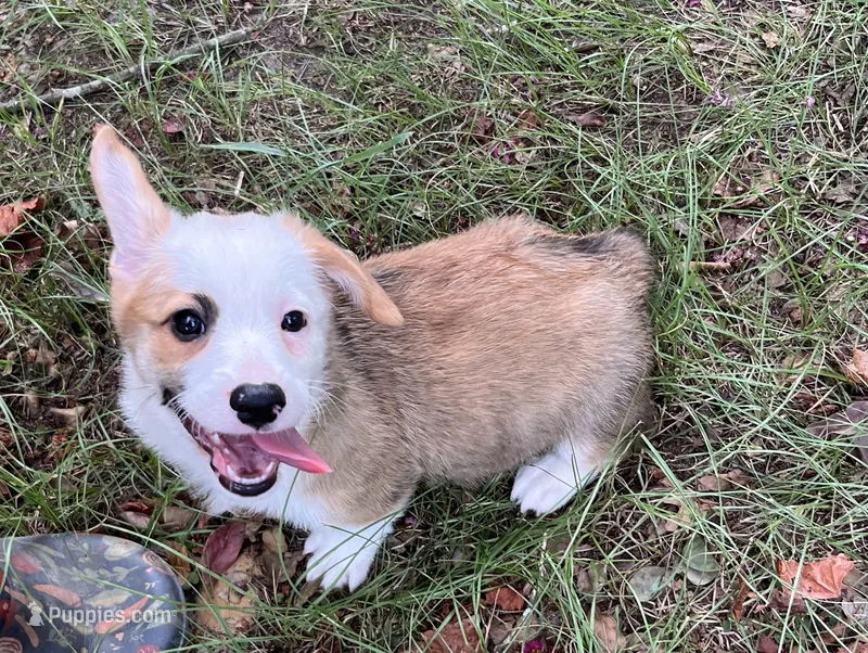 Valor  – Pembroke Welsh Corgi puppy for sale in Hope, AR