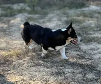 Oakley , a female Pembroke Welsh Corgi for sale in Hope, AR – 4 of 6