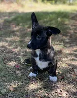 Tahoe-American , a male Pembroke Welsh Corgi for sale in Hope, AR – 2 of 8