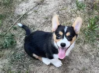 Cobalt-American , a male Pembroke Welsh Corgi for sale in Hope, AR – 3 of 6