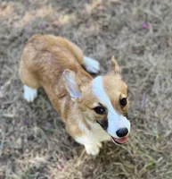 Tootsie , a female Pembroke Welsh Corgi for sale in Hope, AR – 2 of 3