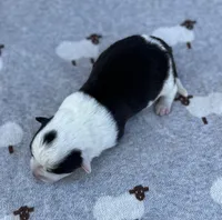 Pepper-AKC , a male Pembroke Welsh Corgi for sale in Hope, AR – 2 of 2