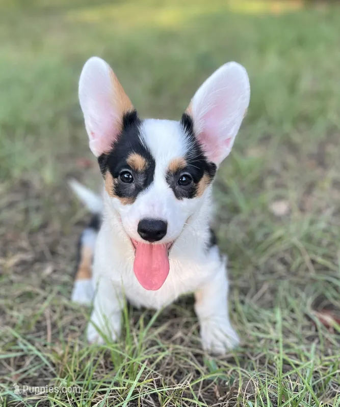 Navy-American  – Pembroke Welsh Corgi puppy for sale in Hope, AR