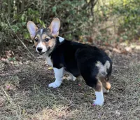 June Bug , a female Pembroke Welsh Corgi for sale in Hope, AR – 5 of 5