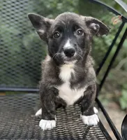 Tahoe -American , a male Pembroke Welsh Corgi for sale in Hope, AR – 1 of 5