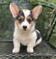 Indy , a male Pembroke Welsh Corgi for sale in Hope, AR – 3 of 5