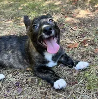 Tahoe-American , a male Pembroke Welsh Corgi for sale in Hope, AR – 4 of 8