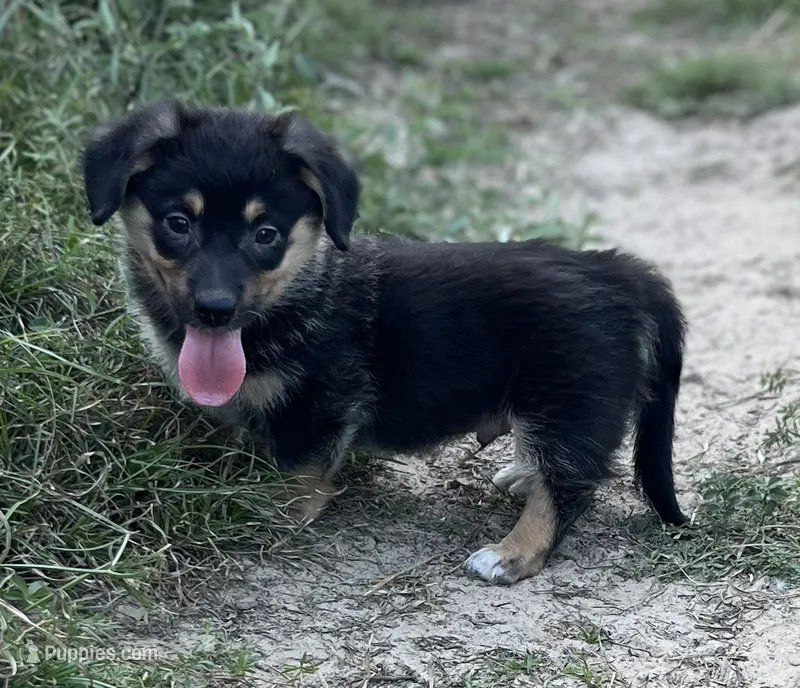 Zion-American  – Pembroke Welsh Corgi puppy for sale in Hope, AR