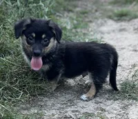 Zion-American , a male Pembroke Welsh Corgi for sale in Hope, AR – 1 of 2
