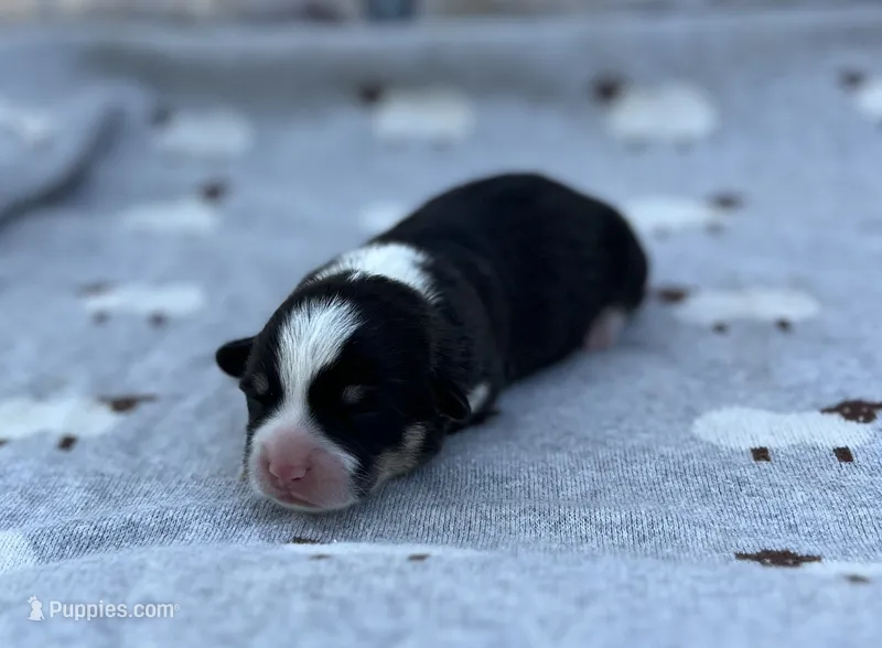 Thyme – Pembroke Welsh Corgi puppy for sale in Hope, AR
