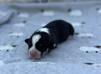 Thyme, a male Pembroke Welsh Corgi for sale in Hope, AR – 1 of 2