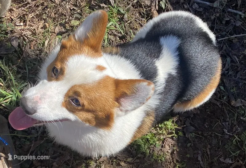 Trouble  – Pembroke Welsh Corgi puppy for sale in Hope, AR