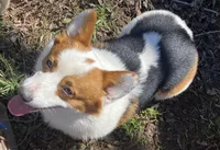 Trouble , a male Pembroke Welsh Corgi for sale in Hope, AR – 1 of 6