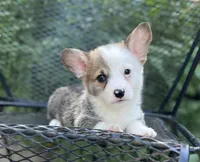 Banner, a male Pembroke Welsh Corgi for sale in Hope, AR – 2 of 4