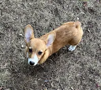 Ruby, a female Pembroke Welsh Corgi for sale in Hope, AR – 4 of 5