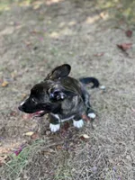 Tahoe-American , a male Pembroke Welsh Corgi for sale in Hope, AR – 6 of 8