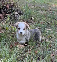 Patriot, a male Pembroke Welsh Corgi for sale in Hope, AR – 2 of 4