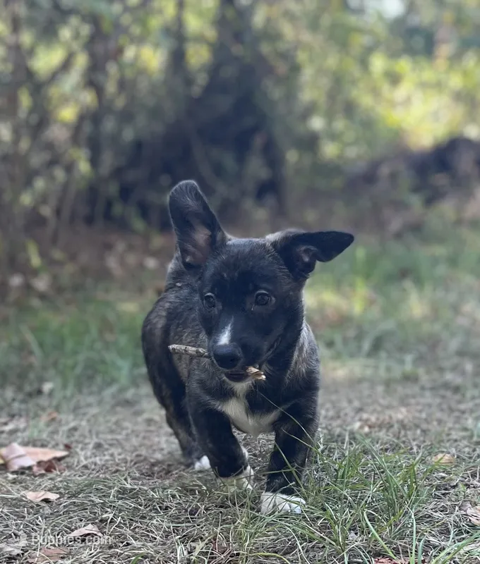 Tahoe-American  – Pembroke Welsh Corgi puppy for sale in Hope, AR