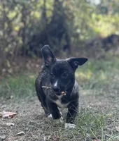 Tahoe-American , a male Pembroke Welsh Corgi for sale in Hope, AR – 1 of 8