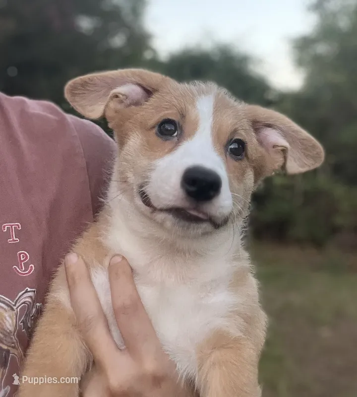Arcadia-American  – Pembroke Welsh Corgi puppy for sale in Hope, AR