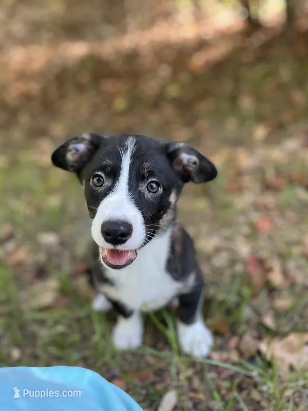 Yosemite-American  – Pembroke Welsh Corgi puppy for sale in Hope, AR