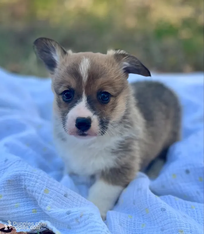 Poppy-AKC, a female Pembroke Welsh Corgi for sale in Hope, AR – 1 of 5