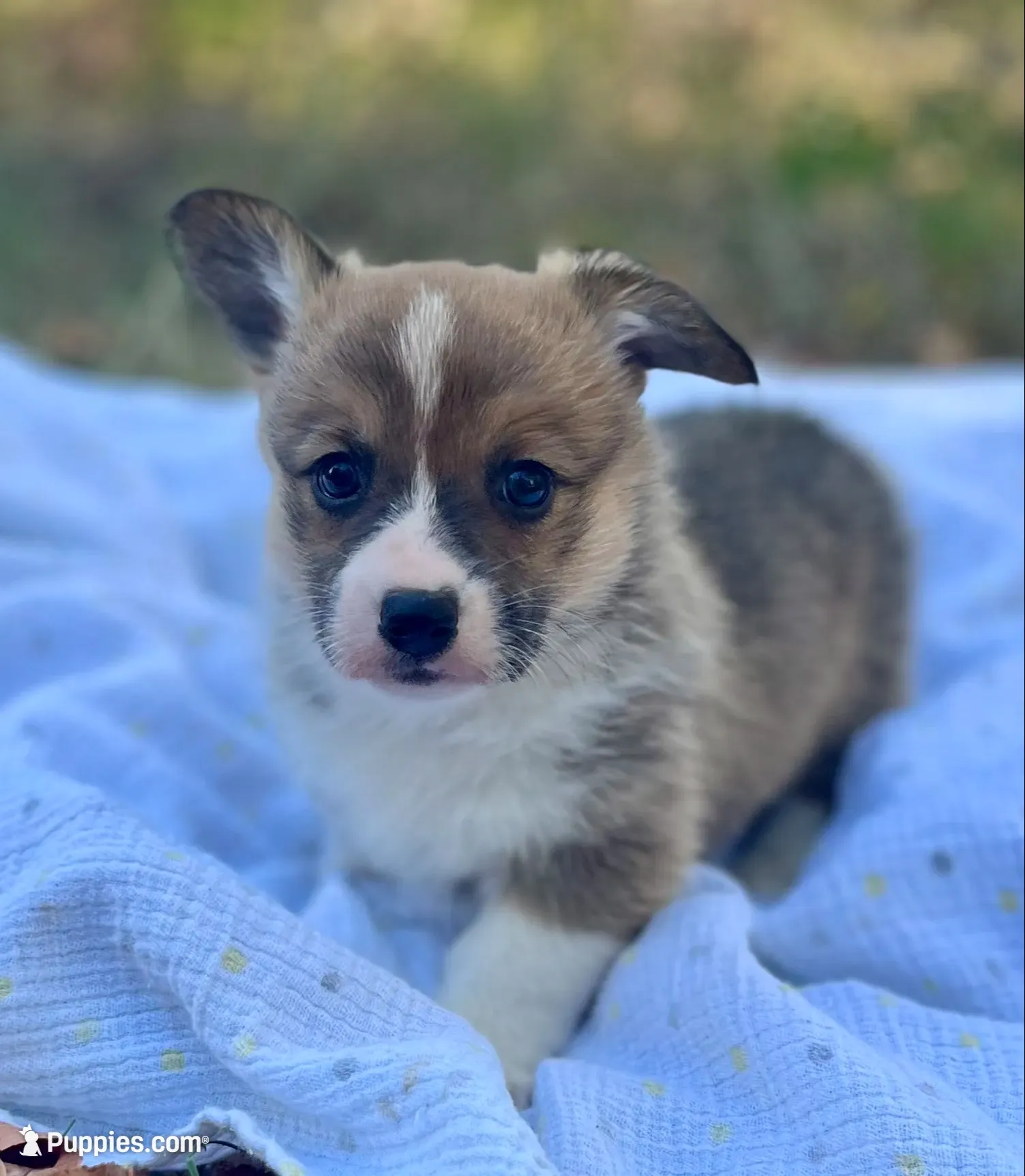 Poppy-AKC, a female Pembroke Welsh Corgi for sale in Hope, AR – 1 of 5