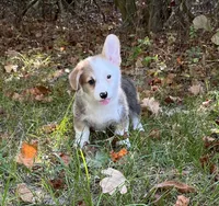 Banner, a male Pembroke Welsh Corgi for sale in Hope, AR – 4 of 4