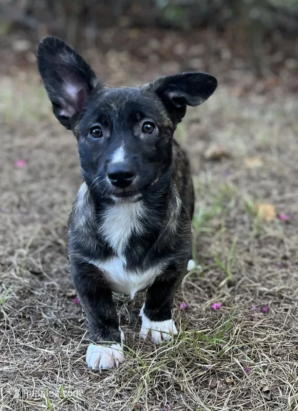 Tahoe-American  – Pembroke Welsh Corgi puppy for sale in Hope, AR