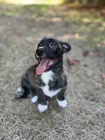 Tahoe-American , a male Pembroke Welsh Corgi for sale in Hope, AR – 3 of 8