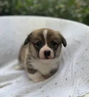 Poppy-AKC, a female Pembroke Welsh Corgi for sale in Hope, AR – 3 of 5