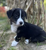 Yosemite-American , a male Pembroke Welsh Corgi for sale in Hope, AR – 2 of 4