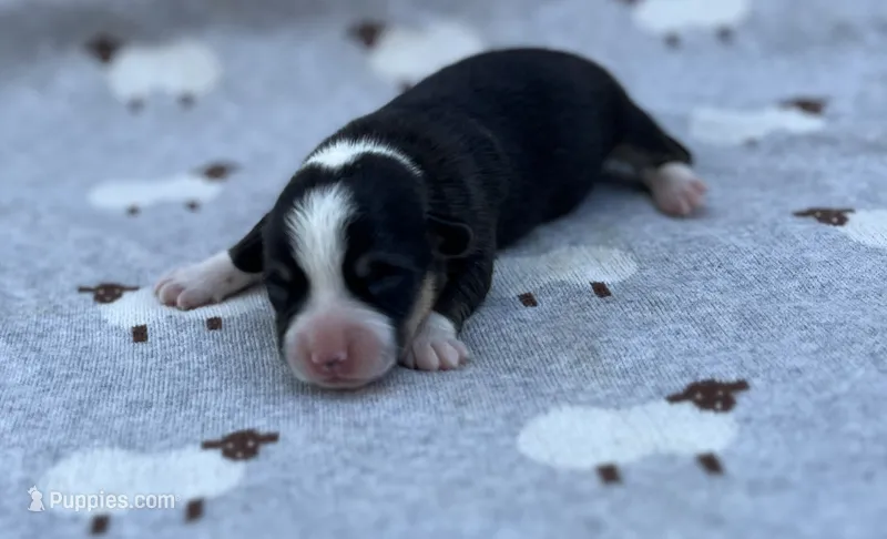 Rosemary – Pembroke Welsh Corgi puppy for sale in Hope, AR