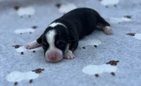 Rosemary, a female Pembroke Welsh Corgi for sale in Hope, AR – 1 of 2