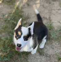 Navy-American , a female Pembroke Welsh Corgi for sale in Hope, AR – 3 of 4