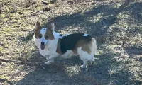Trouble , a male Pembroke Welsh Corgi for sale in Hope, AR – 4 of 6