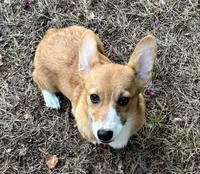 Ruby, a female Pembroke Welsh Corgi for sale in Hope, AR – 3 of 5