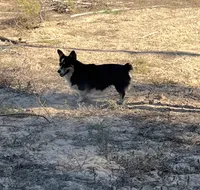 Oakley , a female Pembroke Welsh Corgi for sale in Hope, AR – 2 of 6